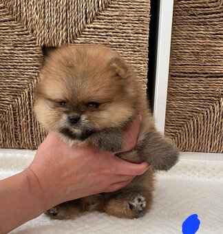 Pomeranian orange - 9