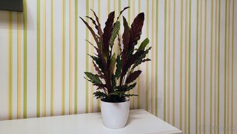 Calathea rufibarba - 9
