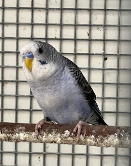 Blackwing andulky - 9