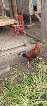 Kohúty Marans čierna medenokrká a iné - 9