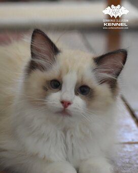 Ragdoll s PP - 9