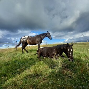 Klisna Appaloosa Horse - 9