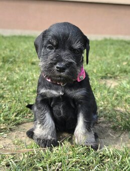 Bradáč malý čiernostrieborný - 9