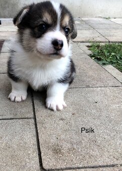 Welsh corgi pembroke s PP - 9