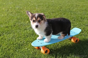 Welsh corgi pembroke s PP - 9