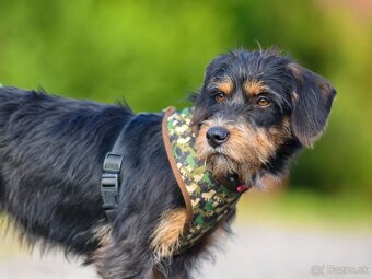 Darujem malú strapatú sučku Ariel - mix jazvečík, bradáč - 9