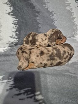 Jazvečik trpasliči - 9