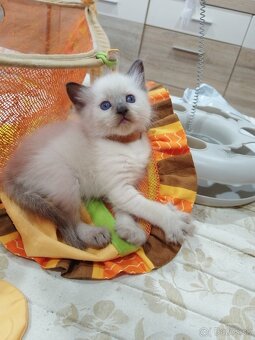 Ragdoll mačiatká - 9