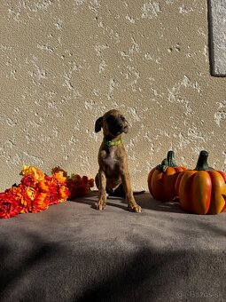 Whippet s PP - 9