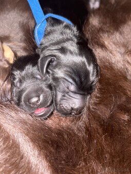 Flat coated retriever Vrh "A" - 9