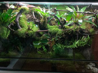 Terarium - 9