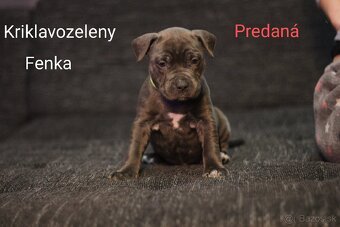 Predám šteniatka americkeho stafforda - 9