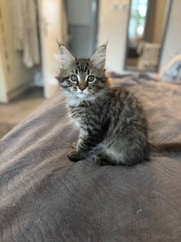 Maine Coon mačiatko - 9