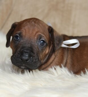 Rodézsky ridgeback - 9