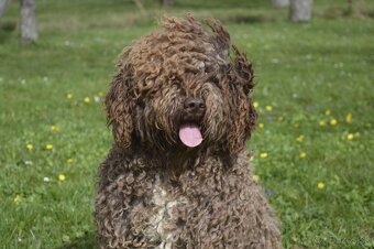 Španielsky vodný pes - Perro De Agua Español - s PP - 9