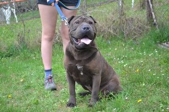 American bully pocket / sharpei - 9