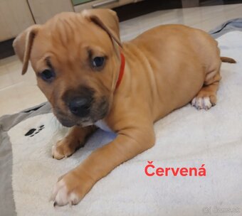 Americký stafordšírsky teriér - 9