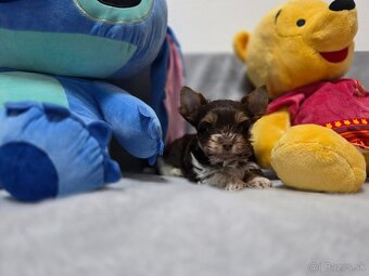 Yorkshirsky terier, York, biewer - 9