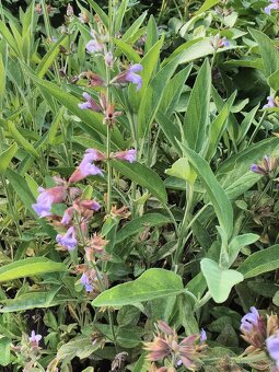 Sušené bylinky 2 - 9