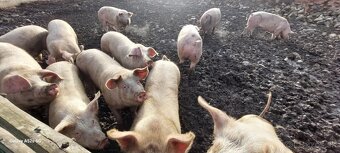 tohtoročné prasce - 9