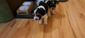 Yorkshire terier biewer mini - 9