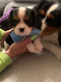 Cavalier King Charles Španiel - 9