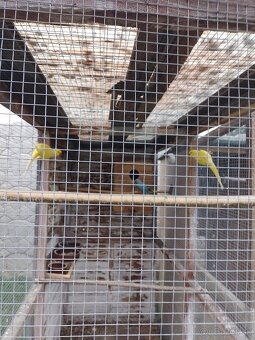 Papagáj spevavy - 9