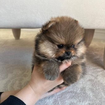 Pomeranian mini - 9
