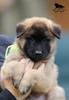 Belgický ovčiak Tervueren - štěňátka s PP - 9