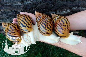 Africké slimáky Achatina achatina / Terárium gekón škrečka - 9