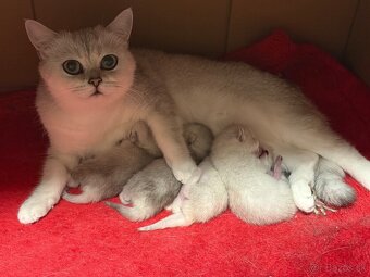 Britská strieborná činčila - 9