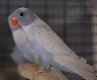 Alexander malý aqua - 9