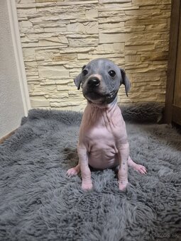 Americký bezsrstý teriér - 9