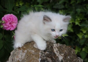 Ragdoll - láska na celý život - 9