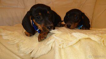 Jazvečik čistokrvny trpasliči krátkosrsty - 9