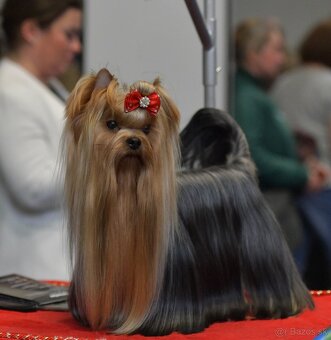 YORKSHIRE TERRIER s PP rodokmenom - yorkshirsky terier - 9