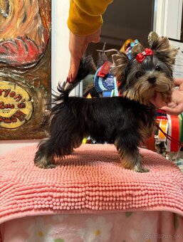 York, Yorkshire, Yorkshirsky terier, mini yorkshire - 9