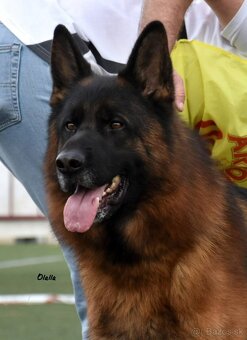 Šteniatka nemeckého ovčiaka s PP - 9