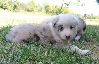 Border Collie, kolia - 9