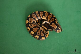 Pytón kráľovský/ Python regius - 9