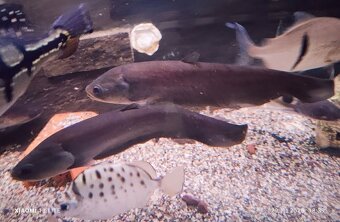 Wolf fish (Hoplias malabaricus)+mix - 9
