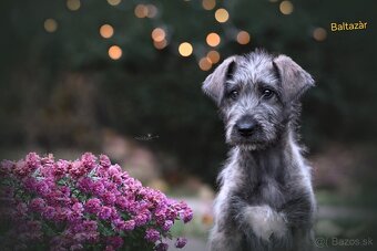 Írsky vlkodav - 9