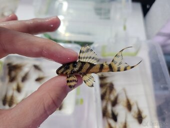 L 333 Gold line AAA - odchov - 9