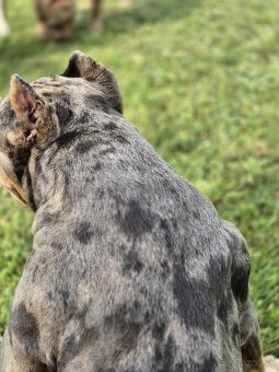 American Bully s PP,ABKC - 9