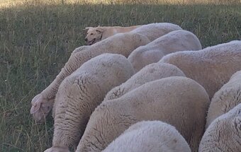 Austrálske kelpie na pasenie - 9