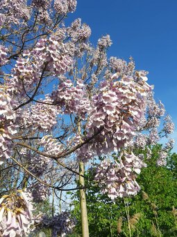 Rýchlorastúci strom-Paulownia clon in vitro 112 - 9