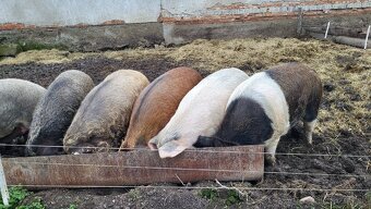 Jatočné ošípané. - 9