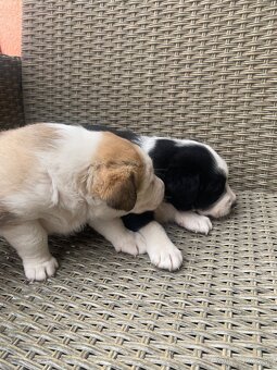 Šteniatka Labradora retrievera - 9