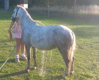 Welsh Mountain Pony - 9