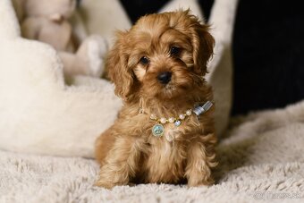 Cavapoo F1 psík hľadá milujúci domov - 9